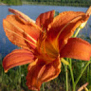 Meet your Posher, Natalya